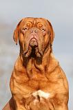 DOGUE DE BORDEAUX 152